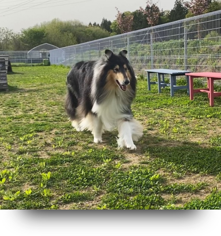 ドッグランドK写真