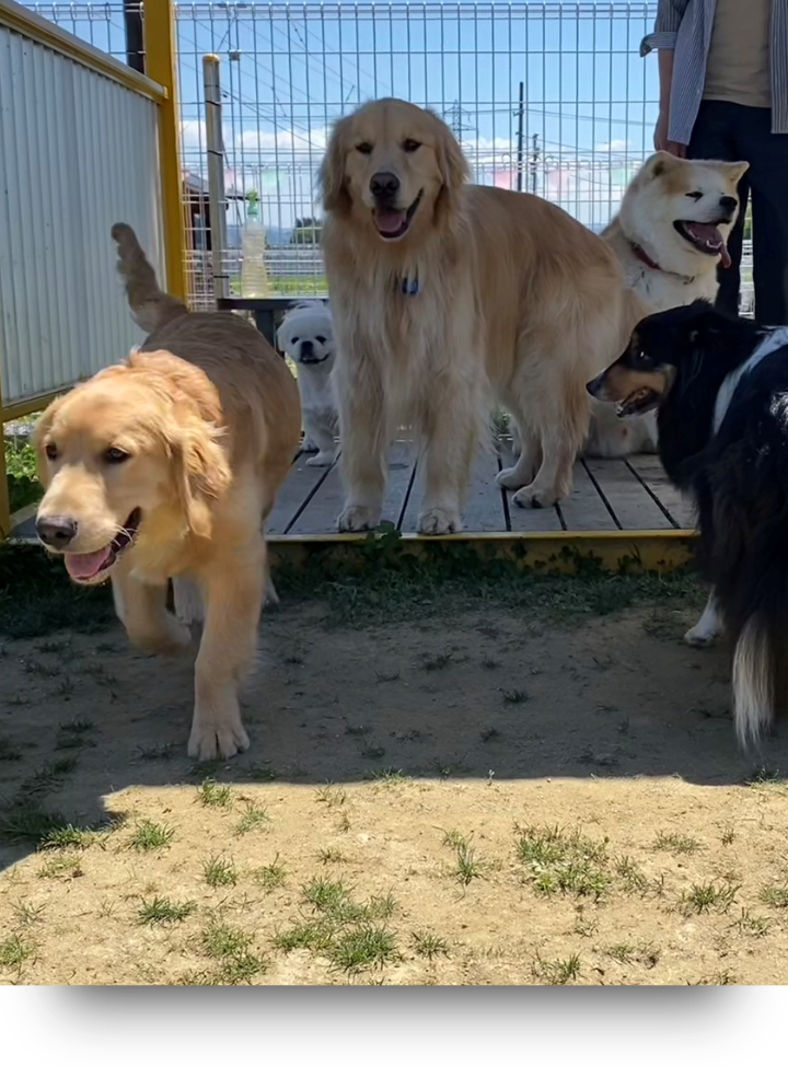 ドッグランドK写真