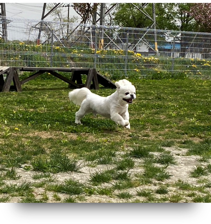 ドッグランドK写真